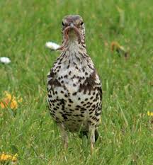 Attēlu rezultāti vaicājumam “Turdus viscivorus”
