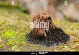 Attēlu rezultāti vaicājumam “Amaurochaete atra young”