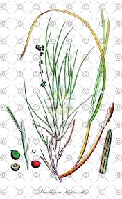 Attēlu rezultāti vaicājumam “Stuckenia pectinata”