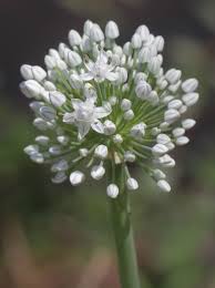 Attēlu rezultāti vaicājumam “Allium cepa”