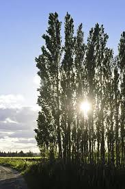 Attēlu rezultāti vaicājumam “Populus x berolinensis”