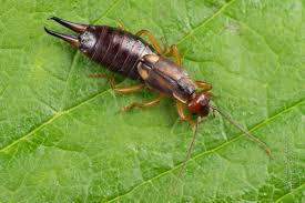 Attēlu rezultāti vaicājumam “Forficula auricularia female”