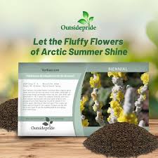 Attēlu rezultāti vaicājumam “Verbascum”