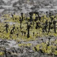 Attēlu rezultāti vaicājumam “Calicium adspersum”