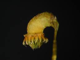 Attēlu rezultāti vaicājumam “Amblystegium serpens macro”