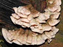 Attēlu rezultāti vaicājumam “Skeletocutis amorpha”