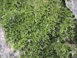 Attēlu rezultāti vaicājumam “Syntrichia papillosa”