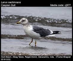 Image result for Larus cachinnans