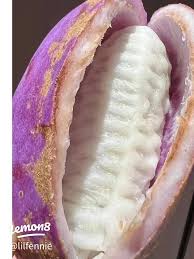 Attēlu rezultāti vaicājumam “Cinna latifolia fruit”