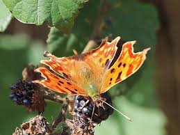 Attēlu rezultāti vaicājumam “Thecabius affinis nymph”