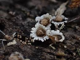 Attēlu rezultāti vaicājumam “Diderma testaceum spores”