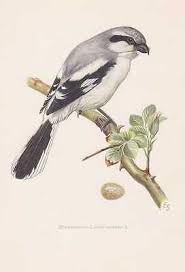 Attēlu rezultāti vaicājumam “Lanius excubitor”