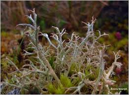 Attēlu rezultāti vaicājumam “Cladonia ciliata”