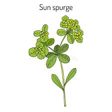 Attēlu rezultāti vaicājumam “Euphorbia helioscopia leaf”