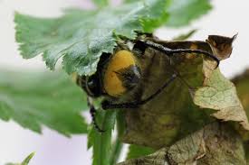 Attēlu rezultāti vaicājumam “Trichius fasciatus imago”