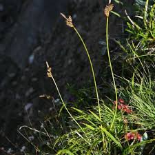 Attēlu rezultāti vaicājumam “Carex ericetorum”