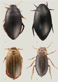 Attēlu rezultāti vaicājumam “Rhantus frontalis”