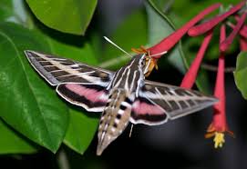Image result for hawk moth
