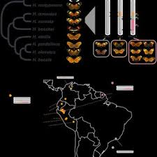 Attēlu rezultāti vaicājumam “Euphydrias aurinia underside”