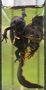 Attēlu rezultāti vaicājumam “Triturus cristatus”