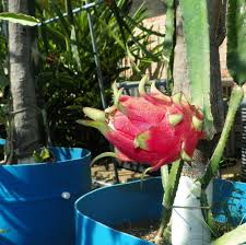 Attēlu rezultāti vaicājumam “Rosa villosa fruit”