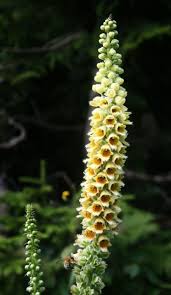 Image result for Digitalis ferruginea