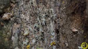 Attēlu rezultāti vaicājumam “Calicium viride”