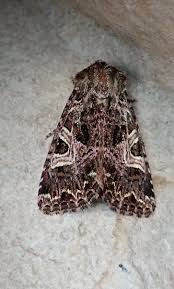 Attēlu rezultāti vaicājumam “Hadena rivularis”