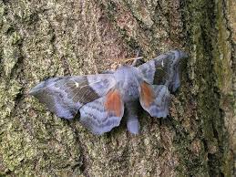 Attēlu rezultāti vaicājumam “Laothoe populi imago”