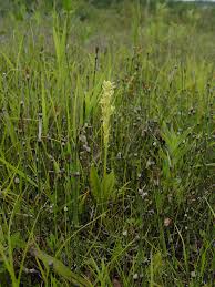 Attēlu rezultāti vaicājumam “Liparis loeselii leaf”