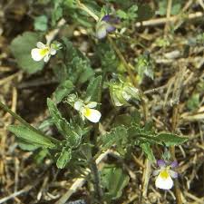 Attēlu rezultāti vaicājumam “Viola arvensis leaf”
