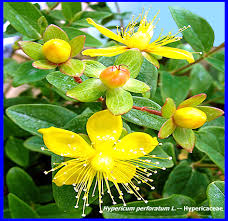 Attēlu rezultāti vaicājumam “Hypericum perforatum bud”