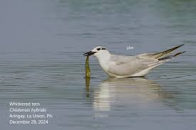 Attēlu rezultāti vaicājumam “Chlidonias hybrida adult”