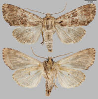 Attēlu rezultāti vaicājumam “Apamea epomidion”