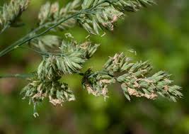 Attēlu rezultāti vaicājumam “Poa compressa leaf”