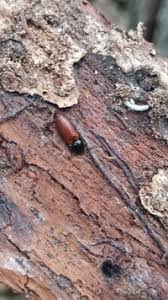 Attēlu rezultāti vaicājumam “Ampedus pomorum”