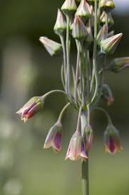 Attēlu rezultāti vaicājumam “Allium holandicum bud”