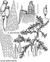 Attēlu rezultāti vaicājumam “Drepanocladus polygamus”