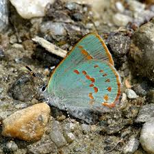 Attēlu rezultāti vaicājumam “Epirhoe tristata”