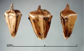 Attēlu rezultāti vaicājumam “Sparganium minimum fruit”