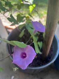 Image result for Ipomoea Lavender