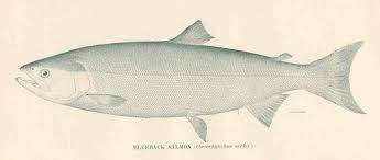 Image result for Oncorhynchus nerka
