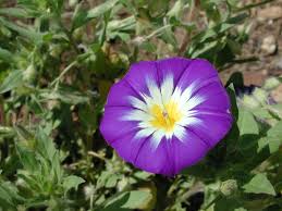 Image result for Convolvulus tricolor