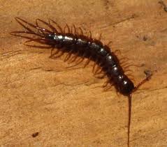 Attēlu rezultāti vaicājumam “Lithobius forficatus”