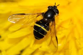 Attēlu rezultāti vaicājumam “Dasysyrphus tricinctus”