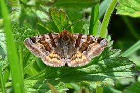 Attēlu rezultāti vaicājumam “Euclidia glyphica”