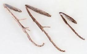 Attēlu rezultāti vaicājumam “Platytes alpinella”