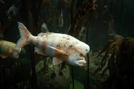 Image result for Chrysoblephus laticeps