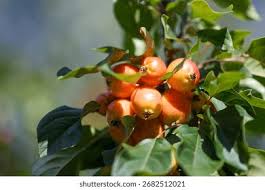 Attēlu rezultāti vaicājumam “Malus prunifolia fruit”