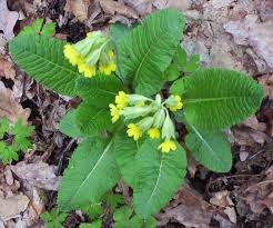Attēlu rezultāti vaicājumam “Primula veris leaf”
